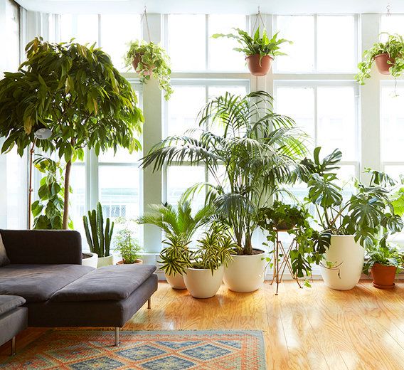 Plants